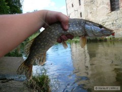 Štika na twistera