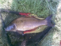 Černoušek 50cm