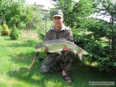 Bolen 83 cm