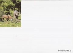 Kliknutím fotografii zvětšíte fotky z naší přírody