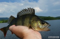 Okoun na wobl�rka