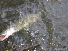 Kliknutím fotografii zvětšíte štíhle