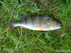 Okoun 37cm.