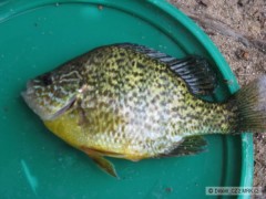 Kliknutím fotografii zvětšíte Slunečnice Pestrá