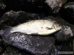 Kliknutím fotografii zvětšíte Jalec tmavý 49 cm