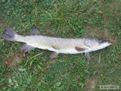 Kliknutím fotografii zvětšíte stika 80cm na dombase