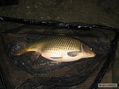 Kliknutím fotografii zvětšíte kapr 70cm na dombase