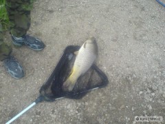 Kliknutím fotografii zvětšíte Kapr 55cm