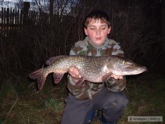 Štika 80cm