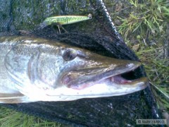 Kliknutím fotografii zvětšíte 13cm Salmo a 94cm štika