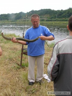 Kliknutím fotografii zvětšíte další osobák úhoř 95 cm
