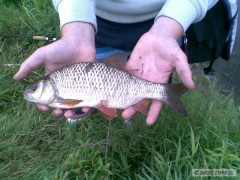 Kliknutím fotografii zvětšíte Plotice 33 cm