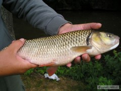 jelec tlou�� 55cm