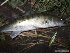Candat-rapala