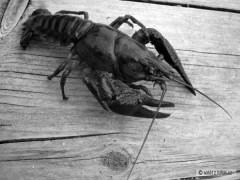 rak