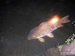Kliknutím fotografii zvětšíte ryba vrácena vodě