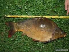 Kliknutím fotografii zvětšíte Kapřík na jizeře - 53cm a 4.3 kg
