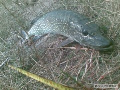 Kliknutím fotografii zvětšíte Přívlačová Štika 54cm