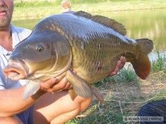 Kliknutím fotografii zvětšíte kapr 14 kg