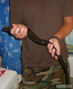 67 cm