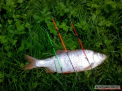 Plotice 30 cm na feeder