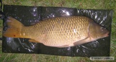 Kliknutím fotografii zvětšíte kapor na úvod 92cm/13,8kg