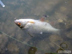 Kliknutím fotografii zvětšíte Metud_080719