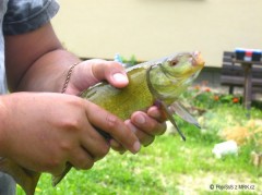 Kliknutím fotografii zvětšíte Línek