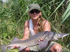 Kliknutím fotografii zvětšíte Jeseter - 94 cm