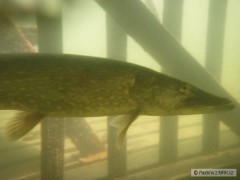 Kliknutím fotografii zvětšíte Slapy