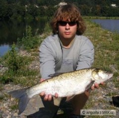 bolen dravý 70cm