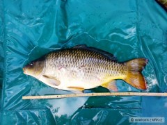 Kliknutím fotografii zvětšíte 70 cm