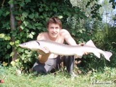 Kliknutím fotografii zvětšíte Jeseter sibiřský