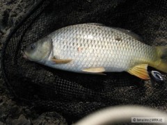 Môj prvý kapor-41 cm 800 g
