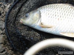 Kapor 41 cm 800 g e�te raz