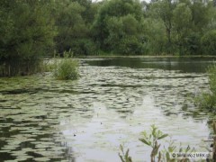 OR Libuša