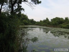 OR Libuša