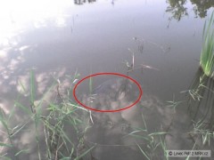 Kliknutím fotografii zvětšíte Kapr cca 85cm...
