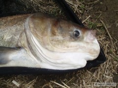 Kliknutím fotografii zvětšíte Berounka 08/2008