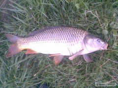 Kliknutím fotografii zvětšíte Kapr 56cm na feeder...