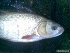 Tlami�ka jesena 39cm