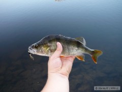 Kliknutím fotografii zvětšíte Okoun 32 cm