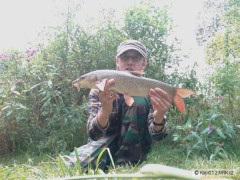 Kliknutím fotografii zvětšíte Parma 55cm
