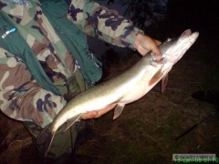 �tika 77cm - 3,30kg.