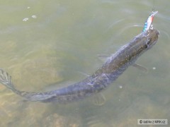 Kliknutím fotografii zvětšíte malá kudlička 50cm...