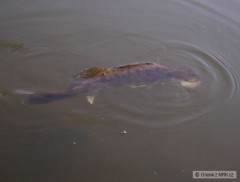 Kliknutím fotografii zvětšíte Candát - taky umušenej :)