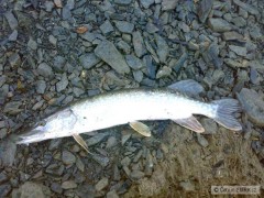 K�etinka