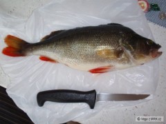 Kliknutím fotografii zvětšíte okoun 40cm