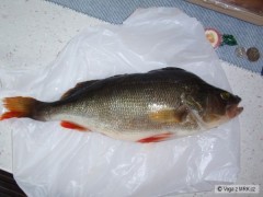 Kliknutím fotografii zvětšíte okoun 40cm - Nechranice