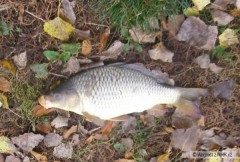Kliknutím fotografii zvětšíte Můj první kapr - 48, Labe 2007